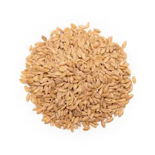 Grain - Wheat EINKORN